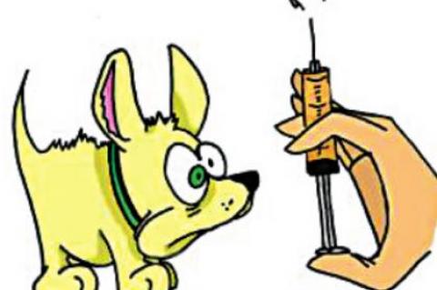 Allen Vet Clinc Slates Rabies shots 