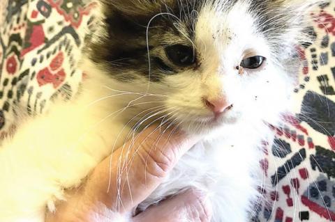 Help this beautiful long hair kitten