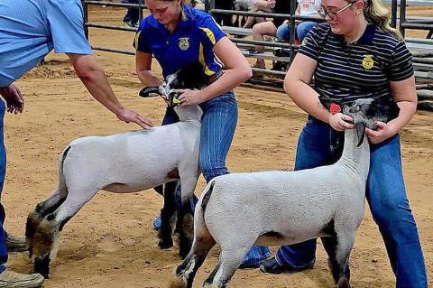 Allen FFA & 4H in County Fair