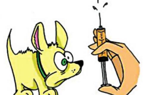 Allen Vet Clinc Slates Rabies shots