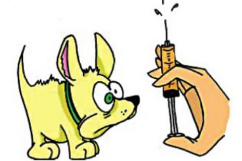Allen Vet Clinc Slates Rabies shots