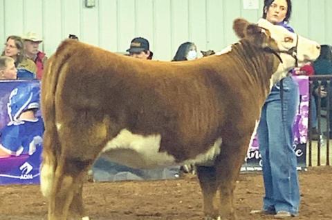 Maycee Howard captured Breed Champion Hereford