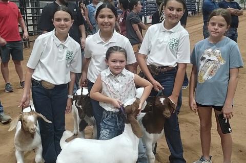 Allen FFA & 4H in County Fair