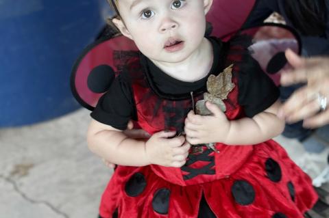 Charlotte Davis was a cute little ladybug on Halloween!