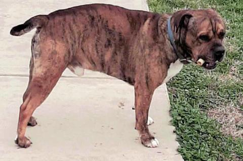 Is This Your Dog?